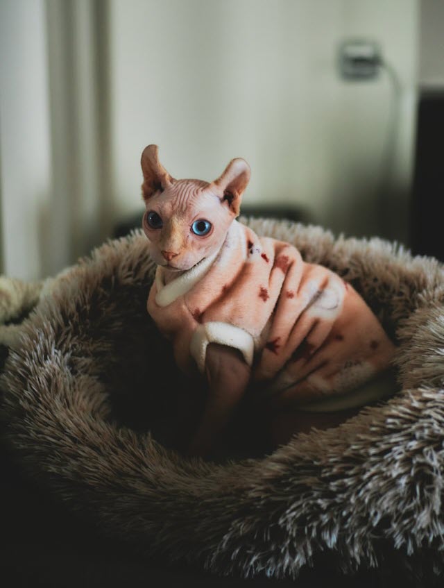 Chat sphynx de type disponible au Québec