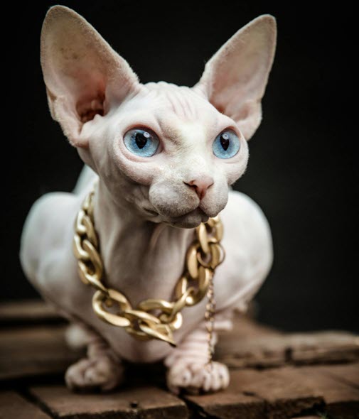 prix d'un chat sphynx